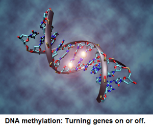 DNA methylation chiropractic