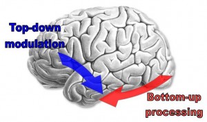 top_down_brain