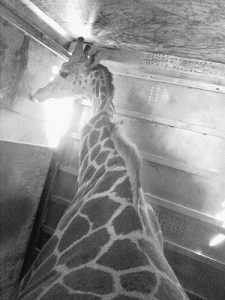 giraffe torticollis chiropractic