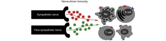nerve-driven immunity autonomic