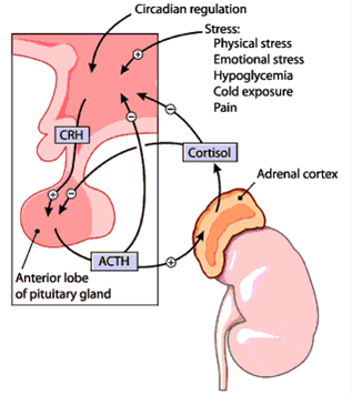 pituitary cortisol ACTH tumor stress