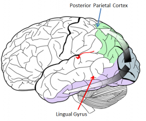 posterior parietal cortex
